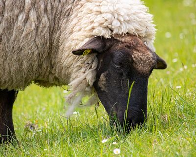 Ferienwohnung Meerblick